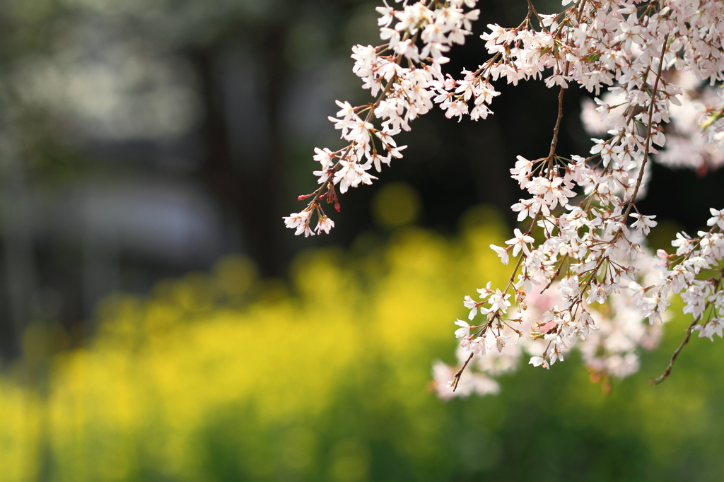 桜 満開