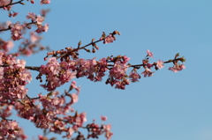 開花かぁ