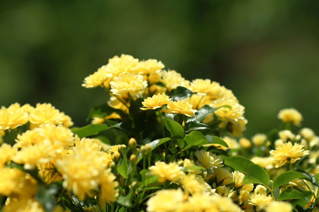 薔薇