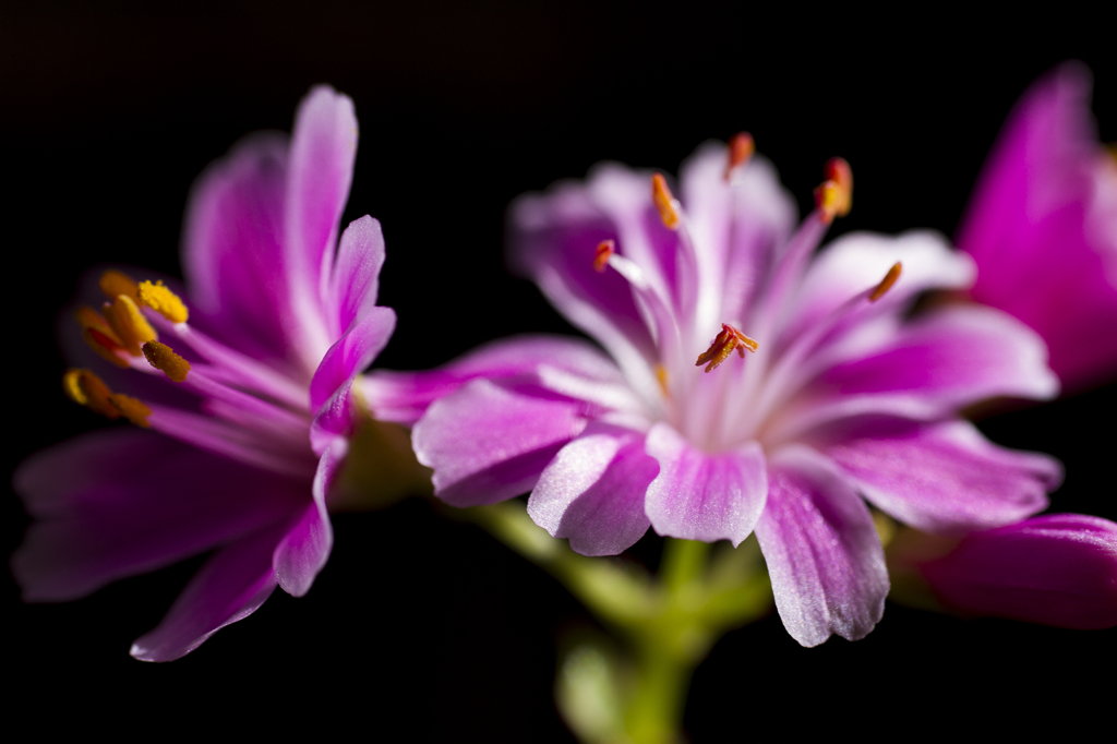 淑やかな花