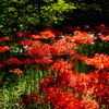 高麗 巾着田の彼岸花（曼珠沙華）にて