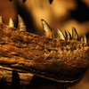 T. rex_鋭い歯