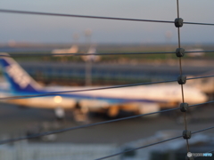 夕陽に照らされて