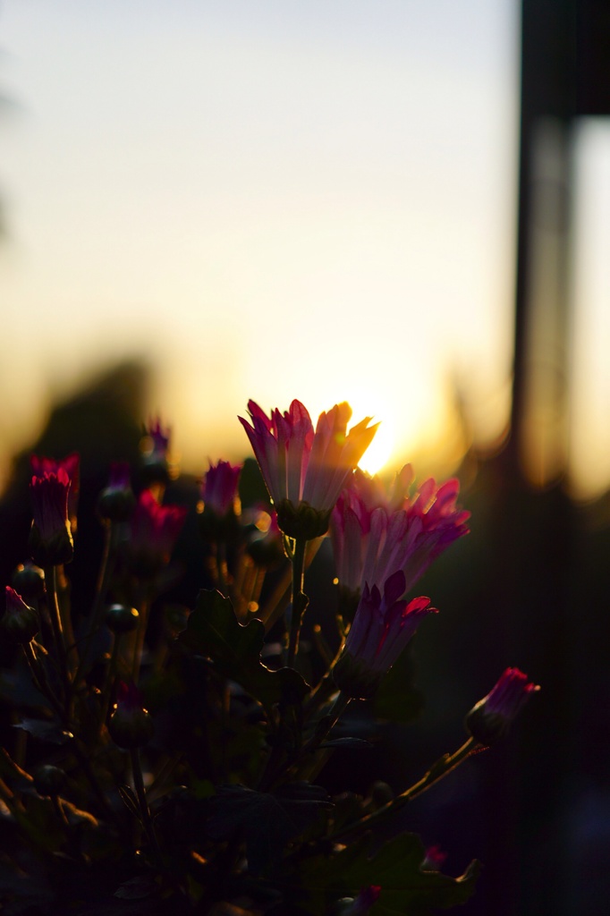 夕陽と花