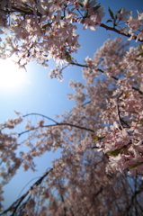 桜・青空・太陽