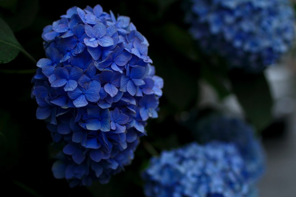 紫陽花２