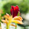 Red Rose Bud・・・日差しを浴びて