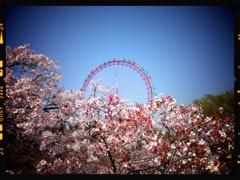 遊園地と桜