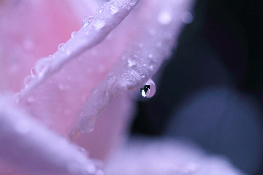 薔薇