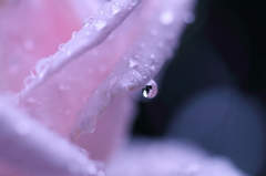 薔薇