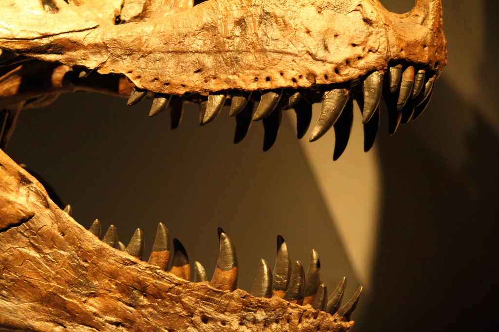 T. rex_捕食者の証