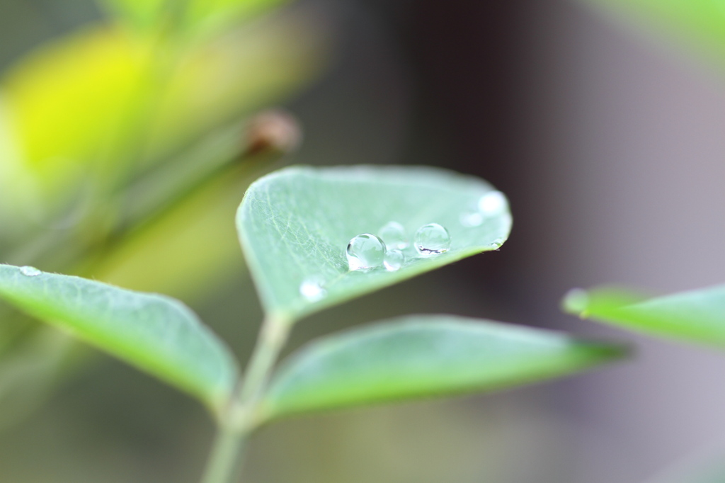 雨粒