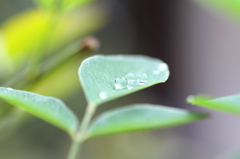 雨粒