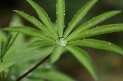 雨粒