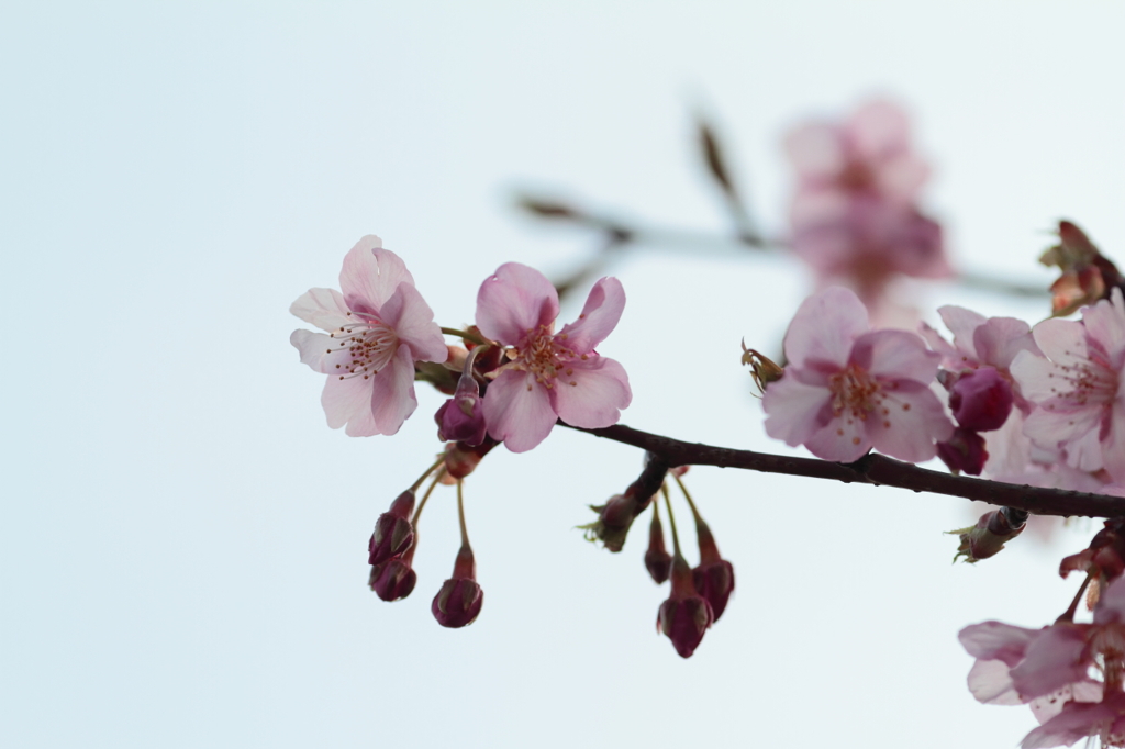 桜