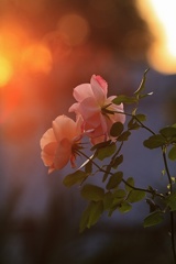 夕方 