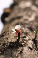 一輪の花