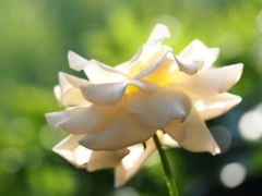 白い薔薇②