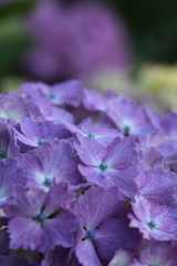 紫陽花