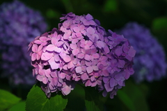 明暗_紫陽花
