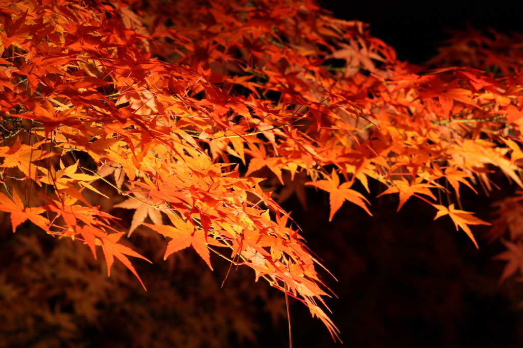 紅い光2