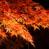 紅い光2