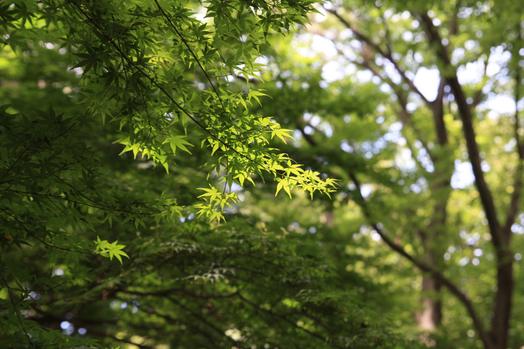 6月のもみじ