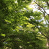 6月のもみじ