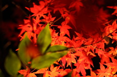 紅い光3
