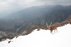 山の住人