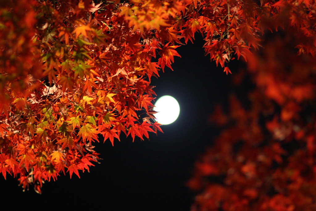 紅い光1