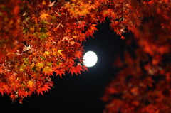 紅い光1