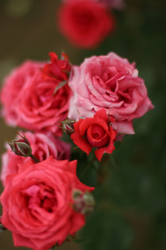 pink pink pink