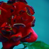 花びら落とす