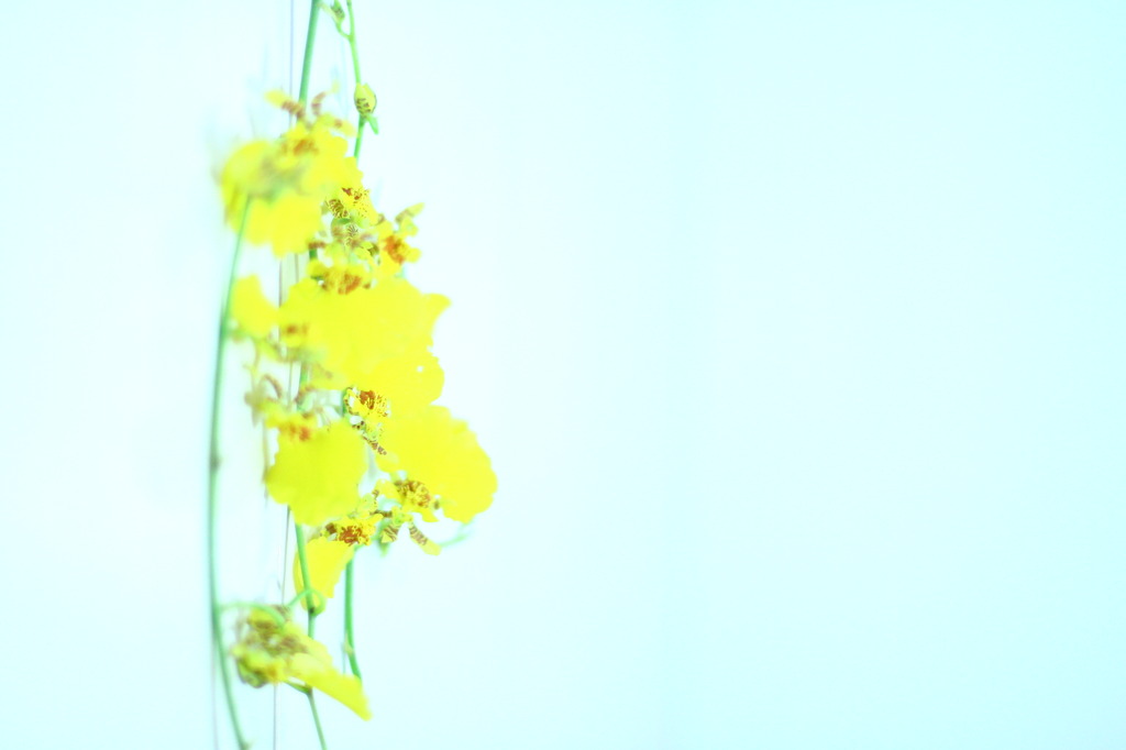 黄色の花びら