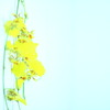 黄色の花びら
