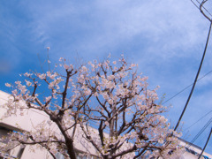 桜　表参道