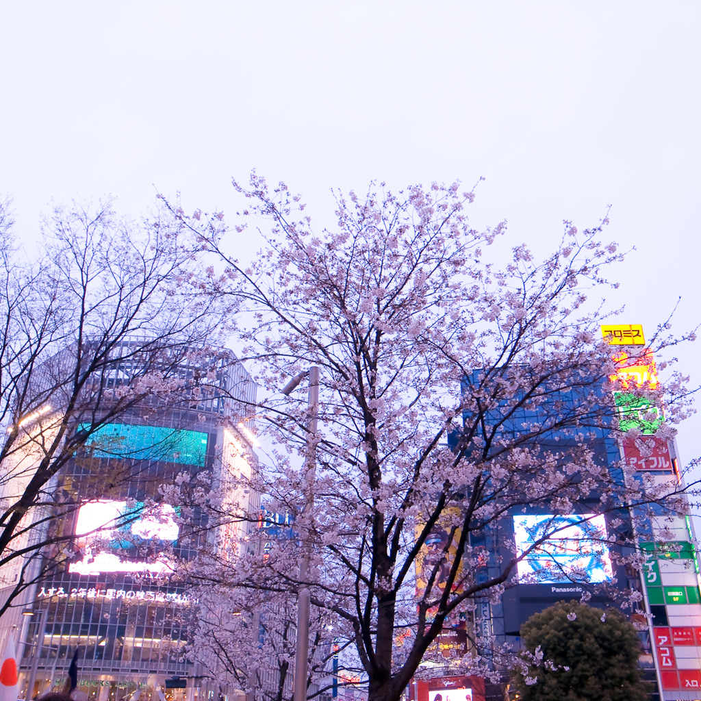 桜　渋谷