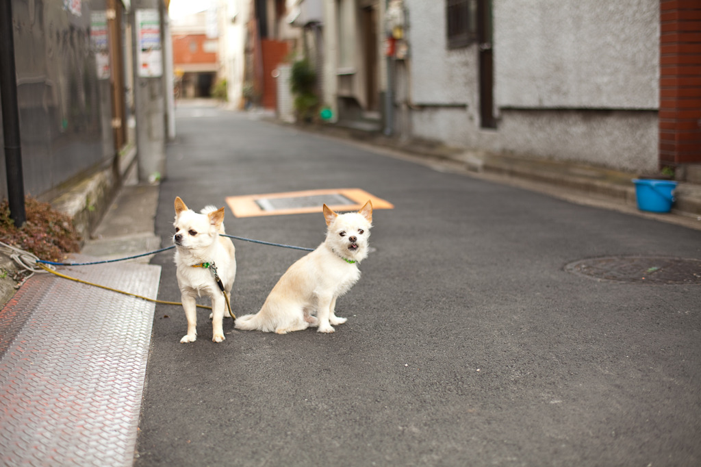 かわいい×２