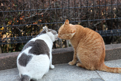 Kiss