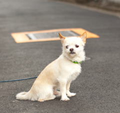 かわいい