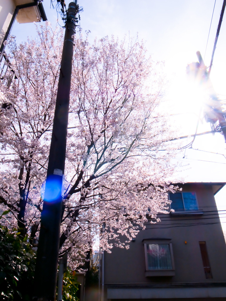 桜　表参道