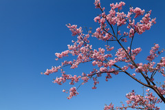 桜ではないです
