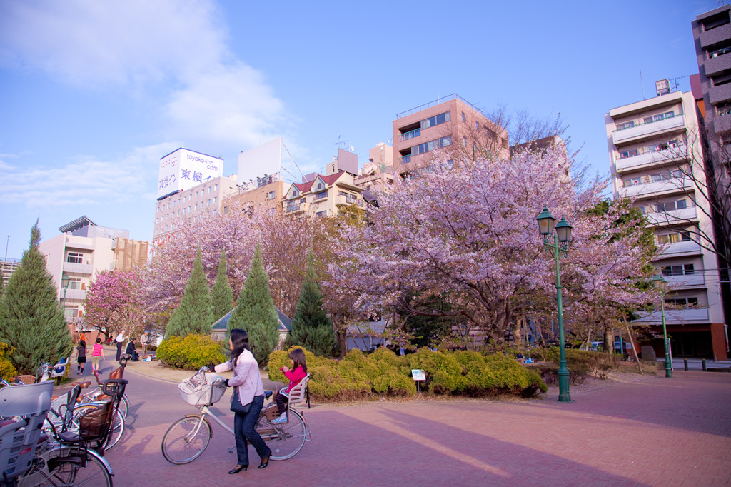 浜町公園　桜