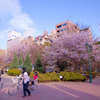 浜町公園　桜