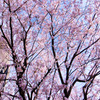 桜　表参道