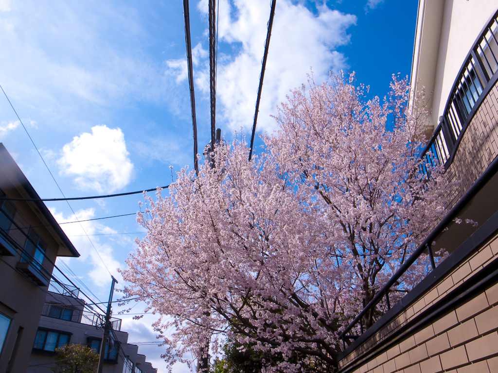 桜　表参道