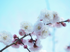 梅