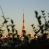 囲われ之東京タワー