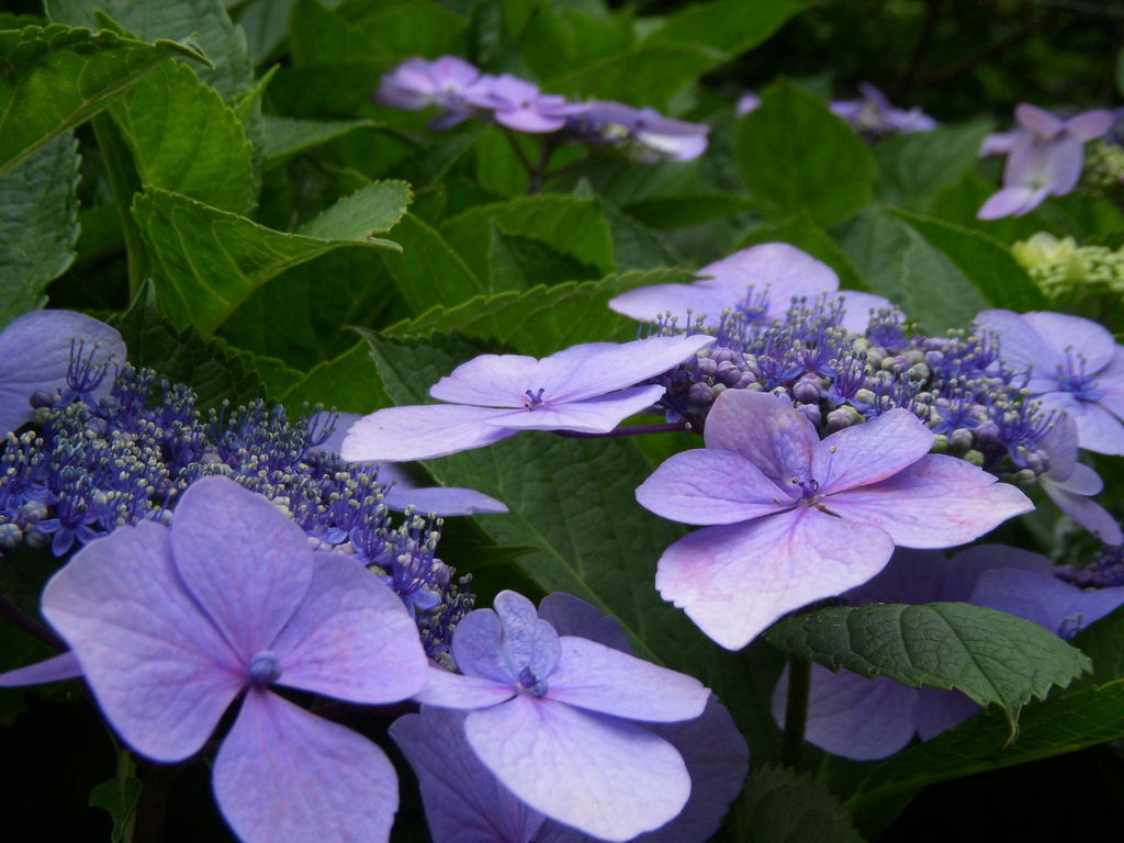 額紫陽花=紫=